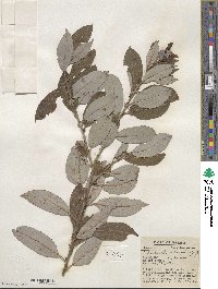 Salix discolor image