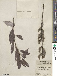 Salix discolor var. eriocephala image