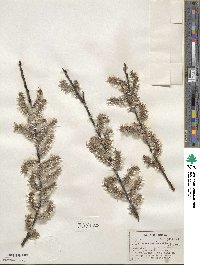 Salix discolor var. eriocephala image