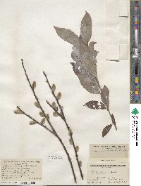 Salix discolor image