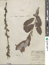 Salix discolor var. eriocephala image