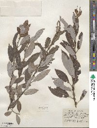 Salix discolor var. eriocephala image