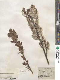 Salix discolor var. eriocephala image