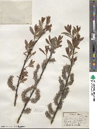 Salix discolor image