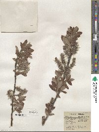 Salix discolor var. eriocephala image