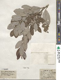 Salix discolor image