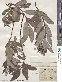 Salix discolor image