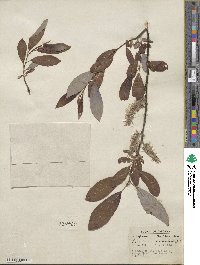 Salix discolor var. eriocephala image