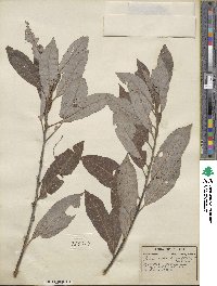 Salix discolor image