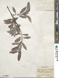 Salix discolor image