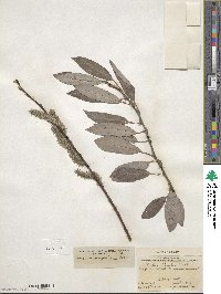 Salix discolor var. eriocephala image