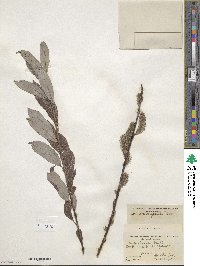 Salix discolor var. eriocephala image