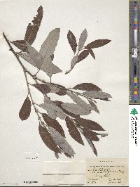 Salix discolor image