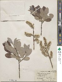 Salix discolor image