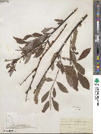 Salix discolor var. eriocephala image