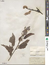 Salix discolor image