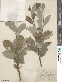 Salix discolor image