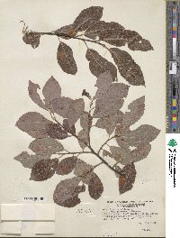 Salix eriocephala image