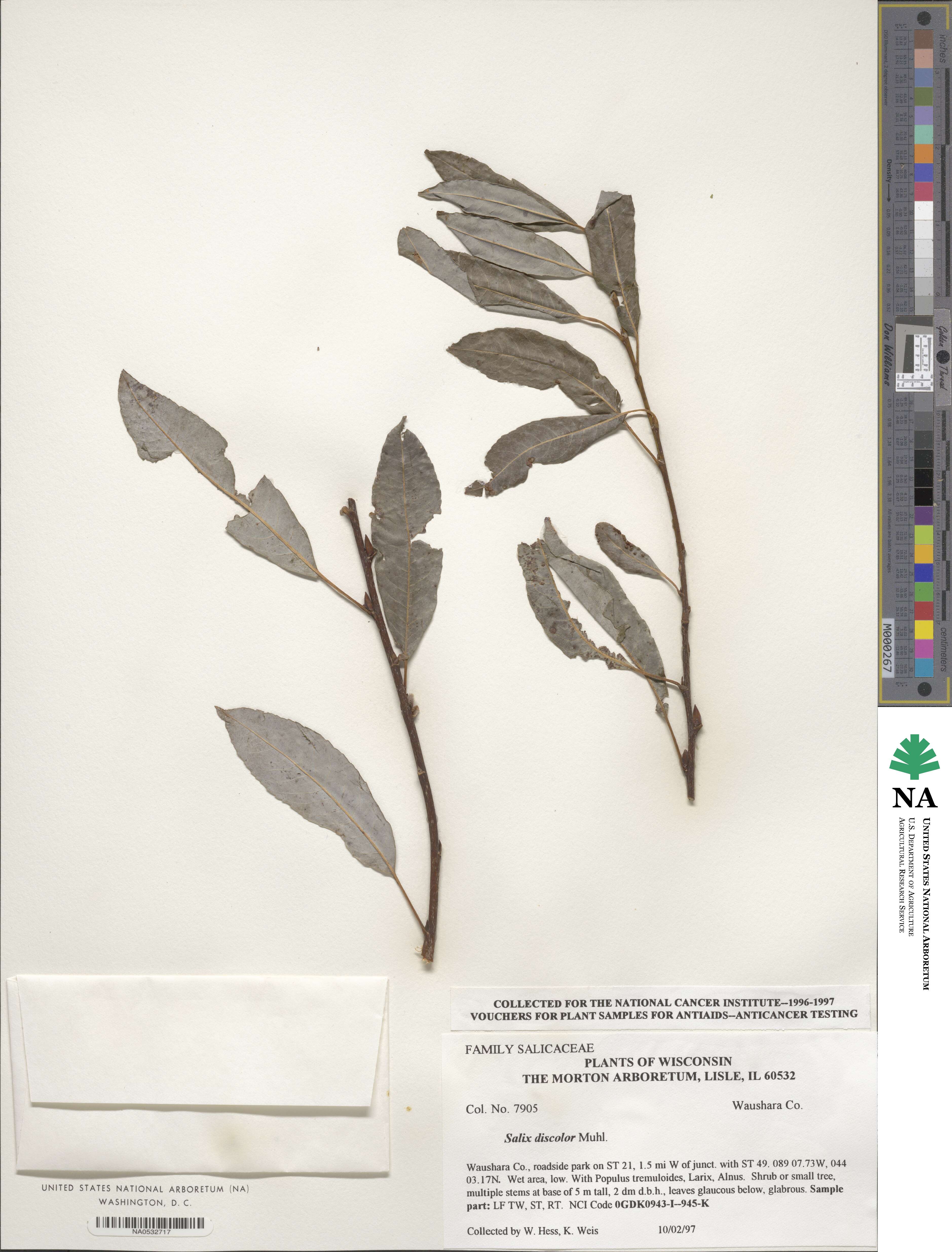 Salix discolor image