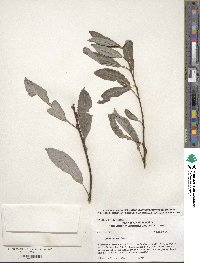 Salix discolor image