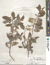 Salix discolor image