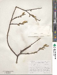 Salix discolor image