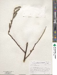 Salix discolor image