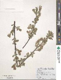 Salix discolor image