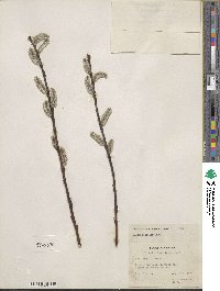 Salix discolor image