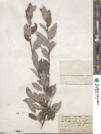 Salix discolor image