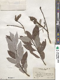 Salix discolor image