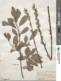 Salix discolor image