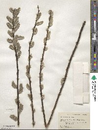 Salix discolor image