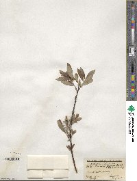 Salix discolor image