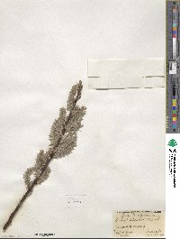 Salix discolor image