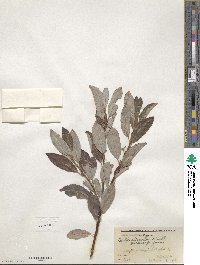 Salix discolor image