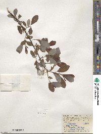 Salix discolor image