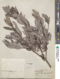 Salix discolor image