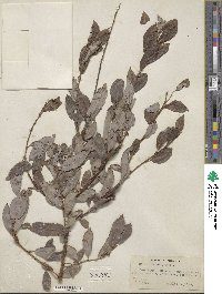 Salix discolor image