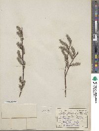 Salix discolor image