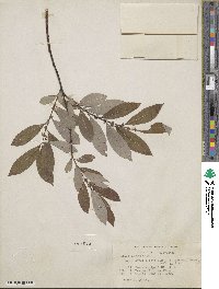 Salix discolor image