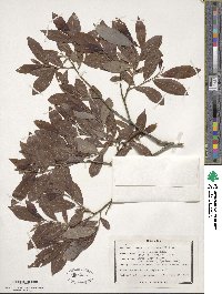 Salix discolor image