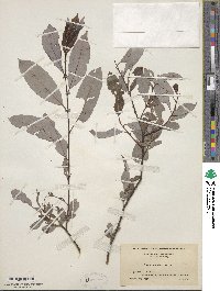 Salix discolor image