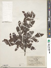 Salix discolor image