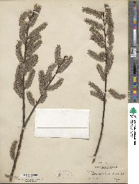 Salix discolor image