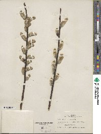 Salix discolor image