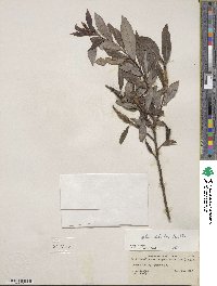 Salix discolor image