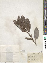 Salix discolor image