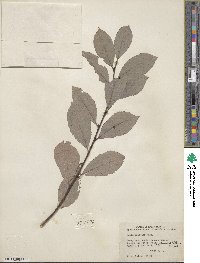 Salix discolor image