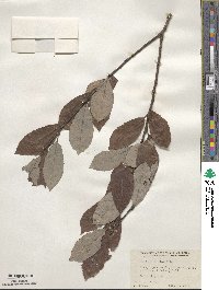 Salix discolor image